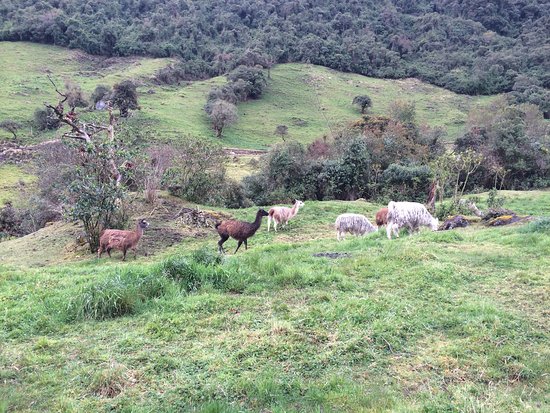 ALPACAS